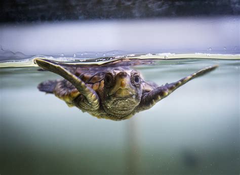 Baby Loggerhead Turtle Moves In At The National Aquarium Baltimore Sun