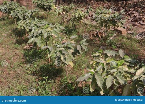 Coffee tree plant on farm stock photo. Image of green - 285094128