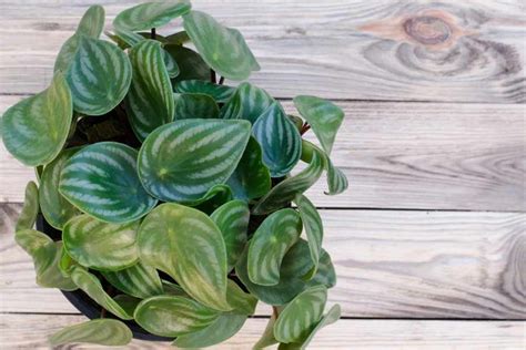 Care Guide For Watermelon Peperomia Plants