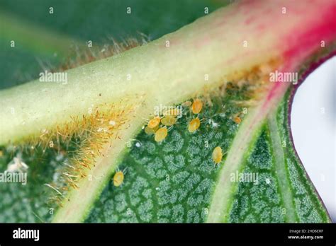 Tetranychus urticae fruit fotografías e imágenes de alta resolución Alamy