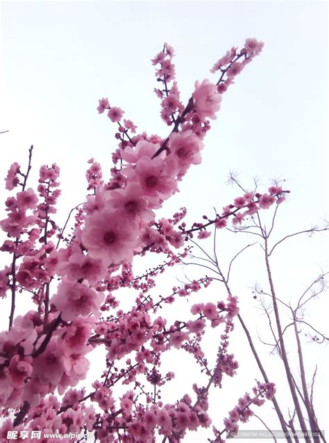 梅花桃花樱花摄影图 花草 生物世界 摄影图库 昵图网