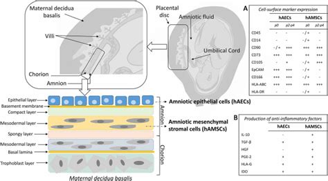 The Figure Depicts Human Placenta Tissues The Placental Disc Is