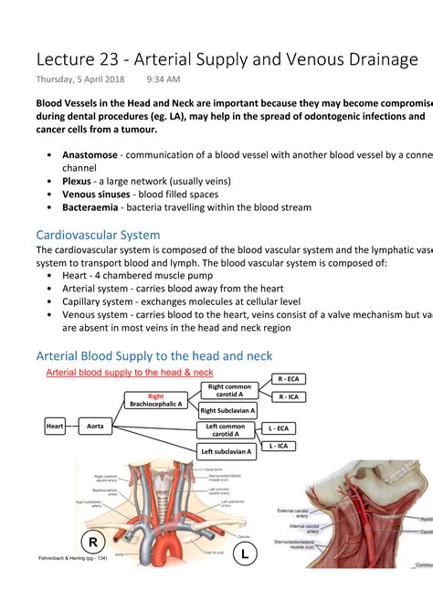 Lecture 23 Arterial Supply And Venous Drainage Warning Tt