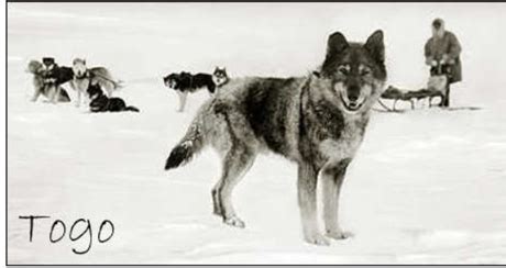 Togo, Balto, and the Lifesaving Sled Dog Race | Bedtime History ...