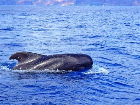 Avistamentos de Golfinhos e Baleias tudo incluído na Ilha da