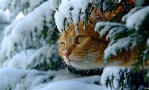 Winter Snow Cat Wallpapers - Wallpaper Cave