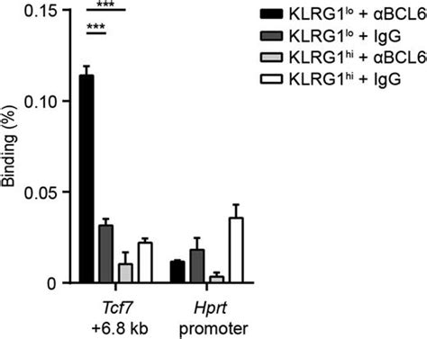 Cutting Edge Transcription Factor Bcl6 Is Required For The Generation