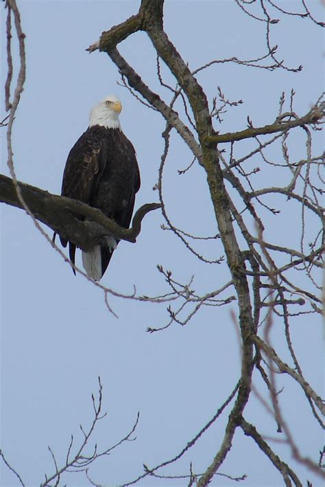 Bald Eagles in Illinois | Bald eagle, Eagles, Beautiful nature