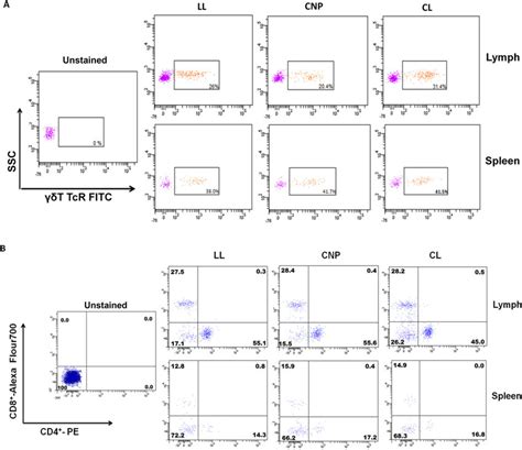 Determination Of γδ Cd4 And Cd8 T Cell Activation In Mice Immunized