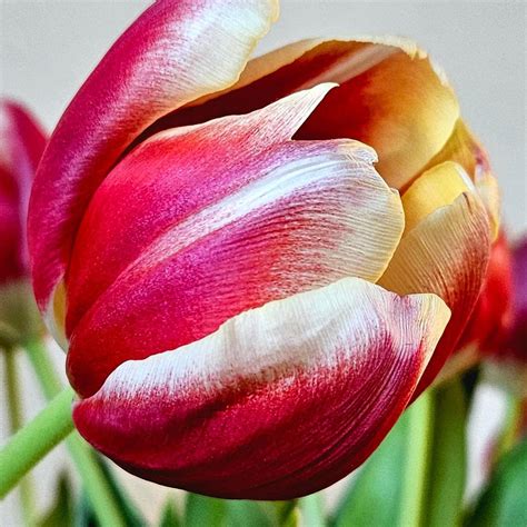 SJC - In Memoriam of Dr Sister Phyllis Wharfe, Past Principal of St