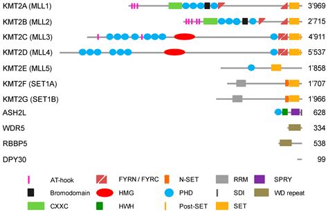 Cells Free Full Text Modes Of Interaction Of KMT2 Histone H3 Lysine