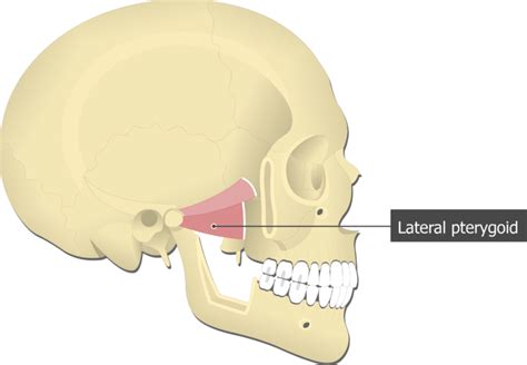 Lateral Pterygoid Muscle: attachements and function | GetBodySmart