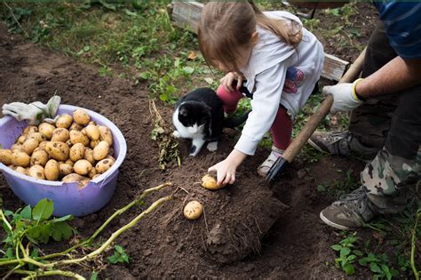 Quand Et Comment Planter Les Pommes De Terre Wepot L Art D