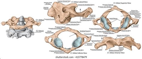 Axis And Atlas Vertebrae Labeled