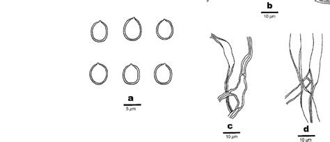 Coltricia Albidipes From Holotype A Basidiospores B Hyphae From