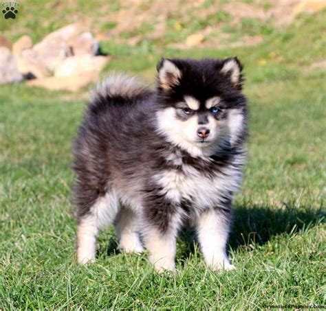 Peace Pomsky Puppy For Sale In Pennsylvania