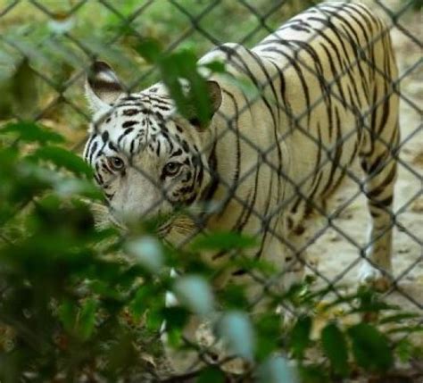 Lucknow Zoo timings, lucknow. Location, Entry Fees, Opening Hours ...