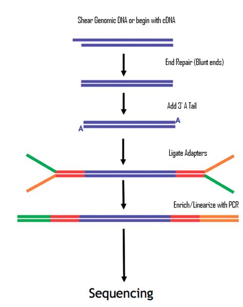 Tufts Tucf Genomics