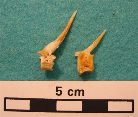 Great Sculpin Abdominal Vertebrae Lateral View