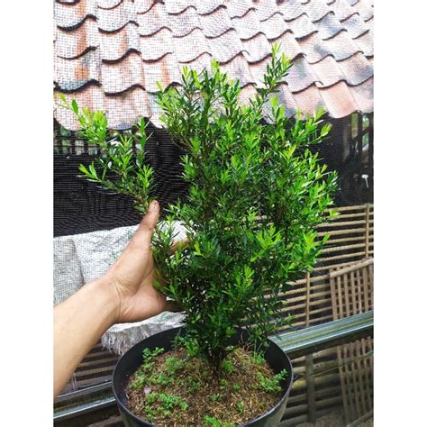 Jual Bahan Bonsai Boxus Boxsus Shopee Indonesia