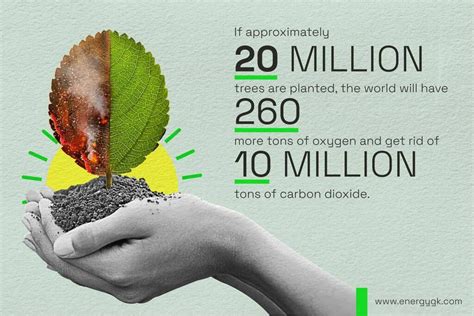 Interesting Facts About Trees And The Impact Of Deforestation Around