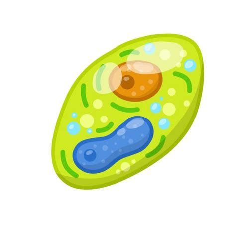 Clip Art Of A Vacuole Diagram Illustrations Royalty Free Vector