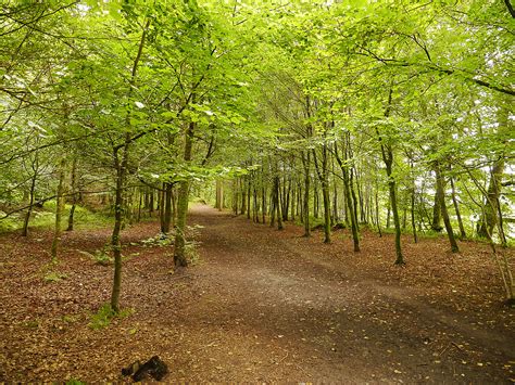 Stunning Woodland Walks Around Langholm Alistair Flickr