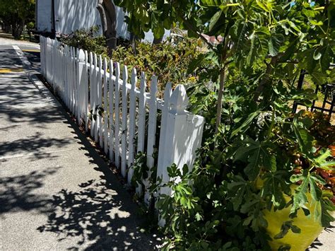 White picket fence with foliage in 2022 | White picket fence, Garden bridge, Outdoor