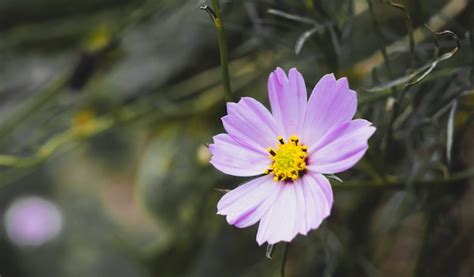 Enfoque Suave Y Selecto Se Planta Un Colorido Campo De Cosmos Flower