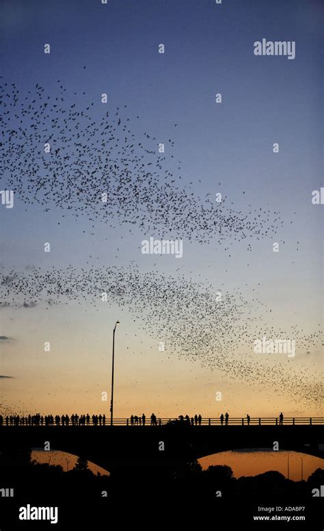 The Largest Bat Species Hi Res Stock Photography And Images Alamy