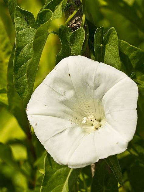 Flora De Malpica De Tajo Correhuela Mayor Calystegia Sepium