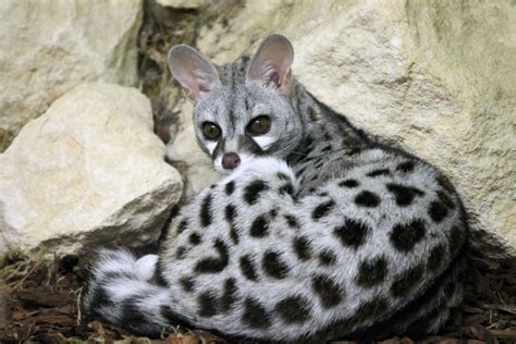 The common genet (Genetta genetta) is the most widespread out of the ...