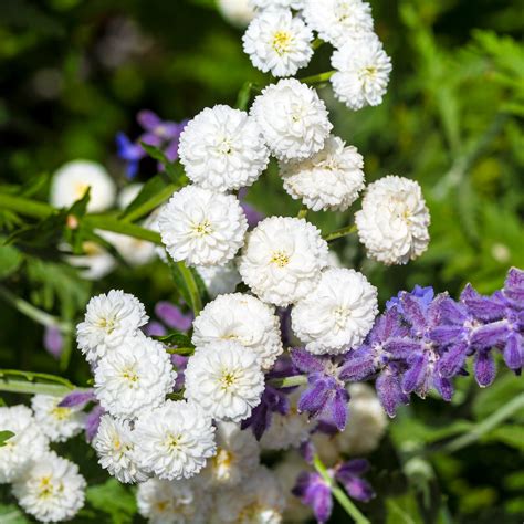 White And Purple Sheila Sund Flickr