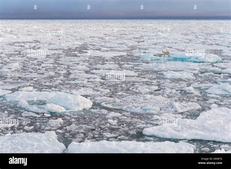 Polar Bear Ursus Maritimus On Pack Ice Spitsbergen Svalbard