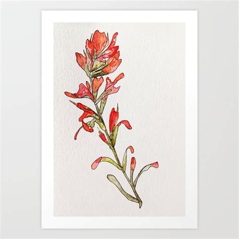 Indian Paintbrush II Art Print By Argus Art Studio Society6