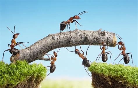 Teamwork Is The True Power Leadership Synergy Ants Twelve