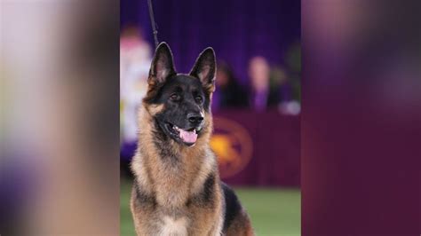 Woodstock German Shepherd Big Winner At Annual Westminster Kennel Club