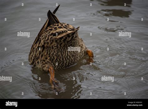 Upside Down Duck Hi Res Stock Photography And Images Alamy