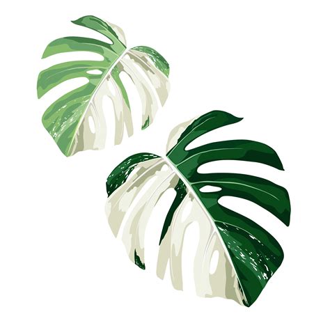 Tropical Leaf Monstera Plant Set Isolated