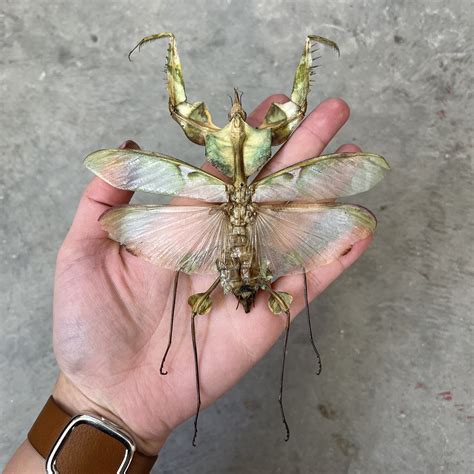 Real Huge Devils Flower Mantis Idolomantis Diabolica Etsy