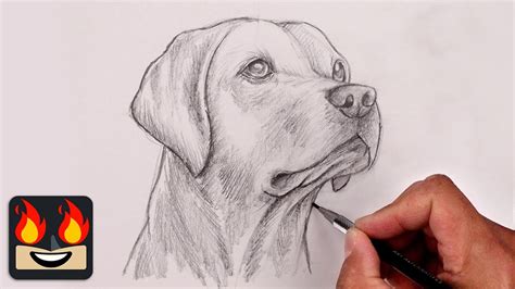 How To Draw a DOG | YELLOW LAB Sketch Tutorial - YouTube