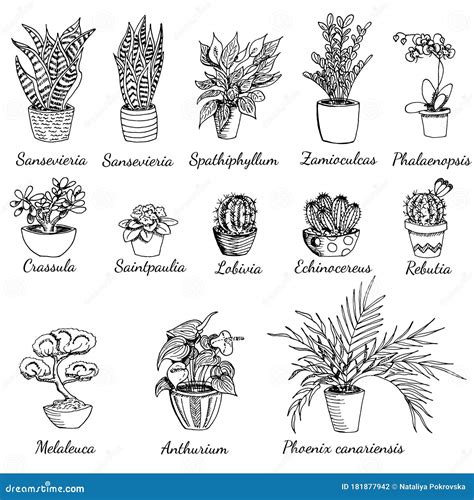 plants drawing with names Plants a to z