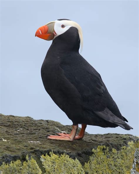 Tufted Puffin | Birdspix