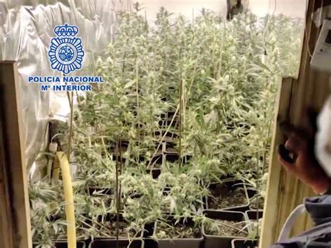 Desmantelada Una Plantaci N De Marihuana En Un Chal De Algete Con M S