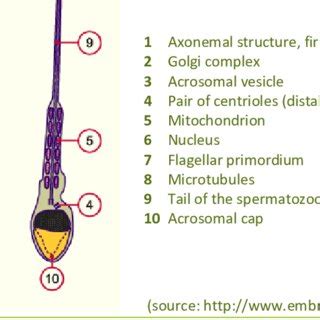 10.2. Scheme demonstrating the formation of the acrosome and the ...