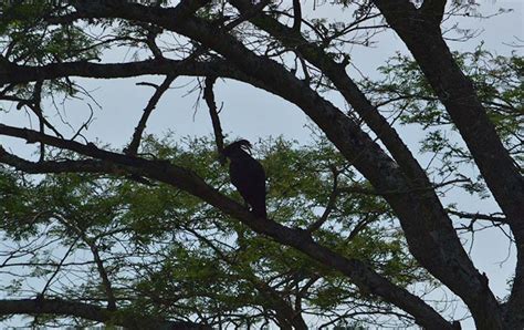 1 Day Mabira Forest Birding Uganda Mabira Bird Watching Safari