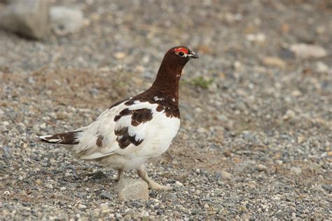 Beautiful Birds To Spot In Alaska Celebrity Cruises