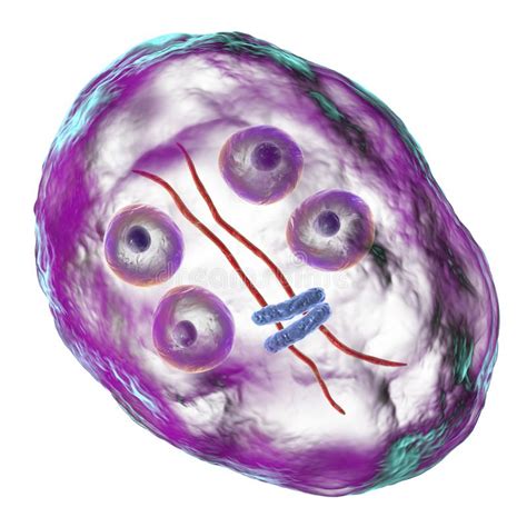 Giardia Slide