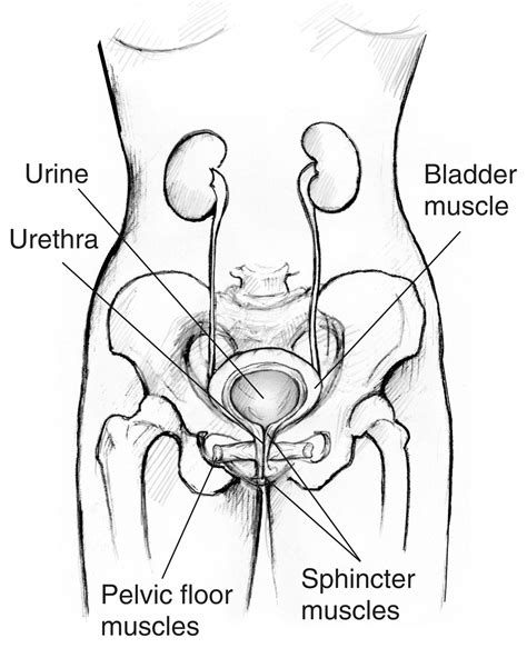 Anatomy Revision Female Bladder Sphincter Urethra Diagram Quizlet The