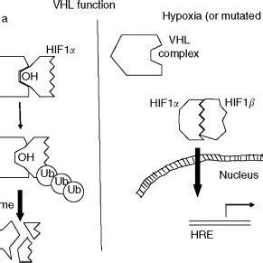 VHL and HIF-1 pathways. The VHL complex (composed of von Hippel–Lindau ...